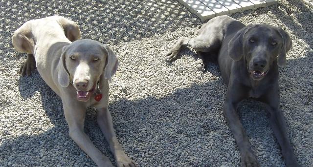 Ike and Marley cutie pies